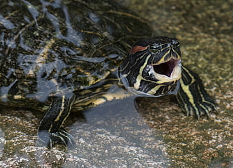 Red-eared slider turtle yawning in shallow water