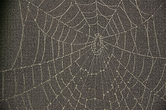 Spider Web with Morning Dew Drops on Dark Background