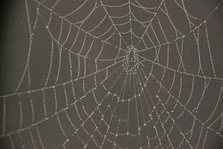 Spider Web with Morning Dew Drops on Dark Background