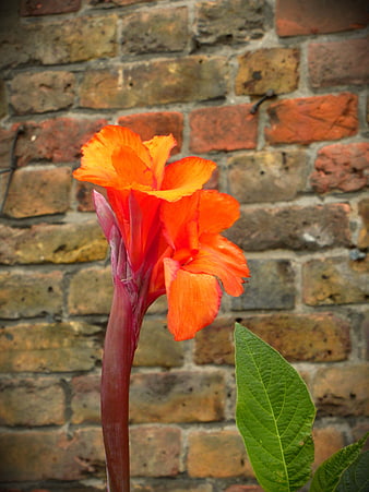Vibrant Orange Canna Lily Flower Against Brick Wall