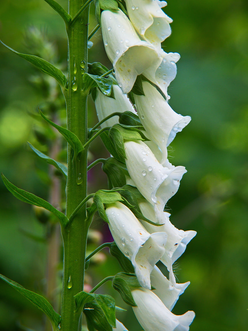 White Foxglove Flowers with Raindrops on Green Stem