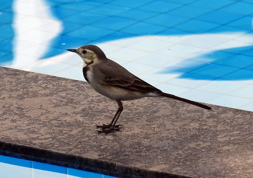 White Wagtail Bird Standing on Pool Edge