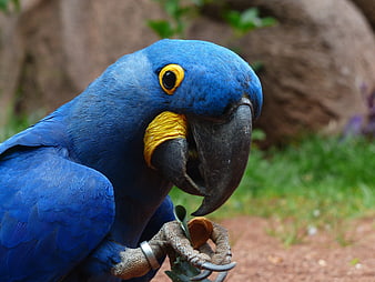 Close-up of Hyacinth Macaw Eating Nut