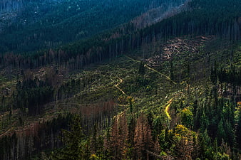 Aerial view of deforested mountain landscape with logging trails