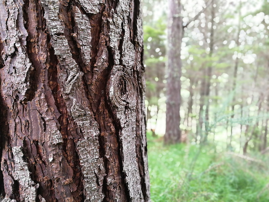 Close-up of textured pine tree bark in a forest