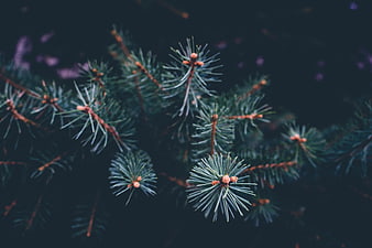 Close-up of pine needles with soft bokeh background