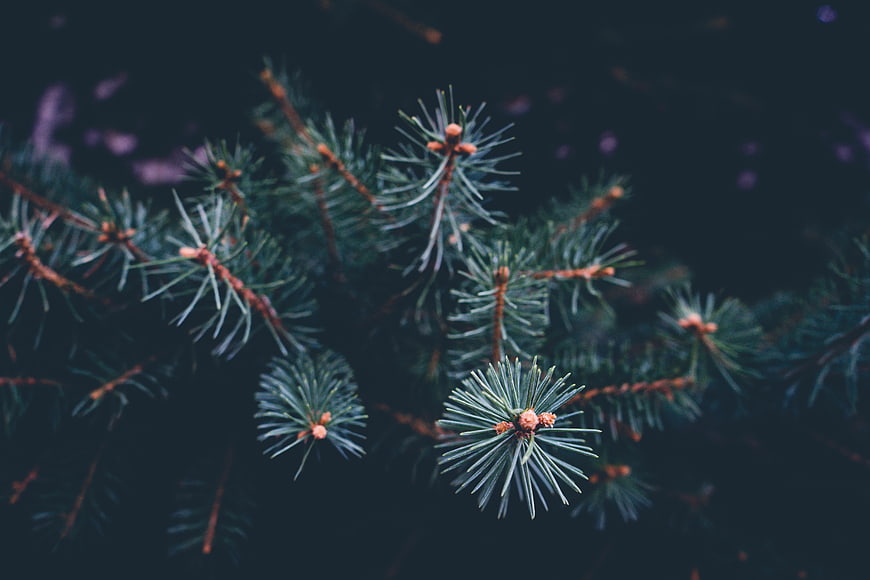 Close-up of pine needles with soft bokeh background