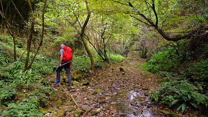 Hiker with red backpack walking on forest trail
