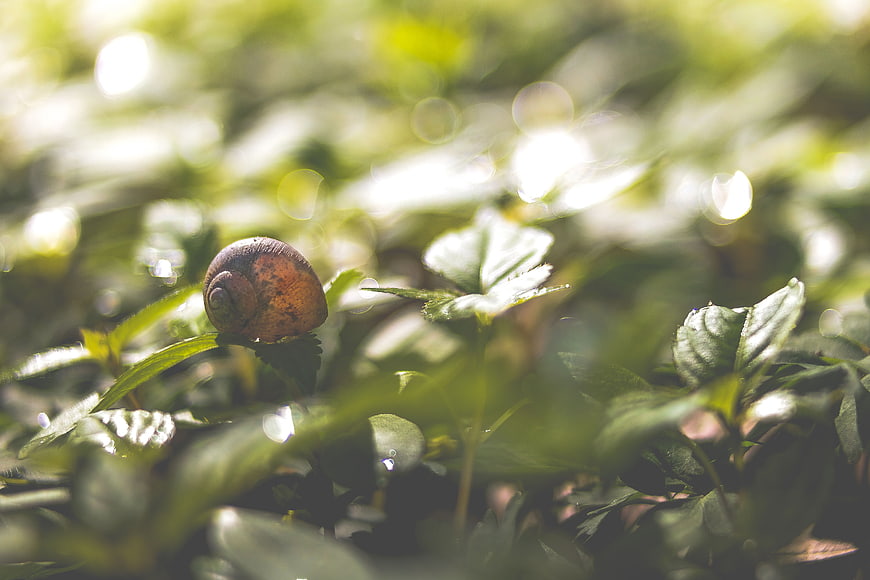 Close-up of a snail on green leaves with bokeh background