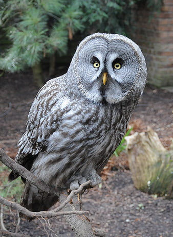 Grey Owl Perched on Branch in Forest