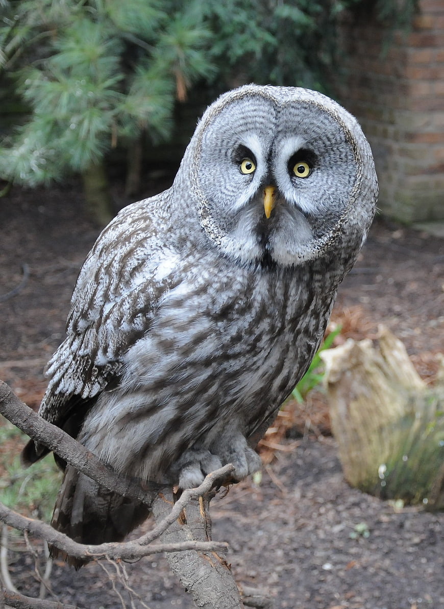 Grey Owl Perched on Branch in Forest