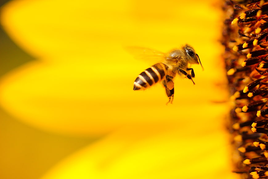 Honeybee Flying Towards Sunflower Close-Up