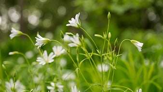 Delicate White Chickweed Flowers in Green Forest