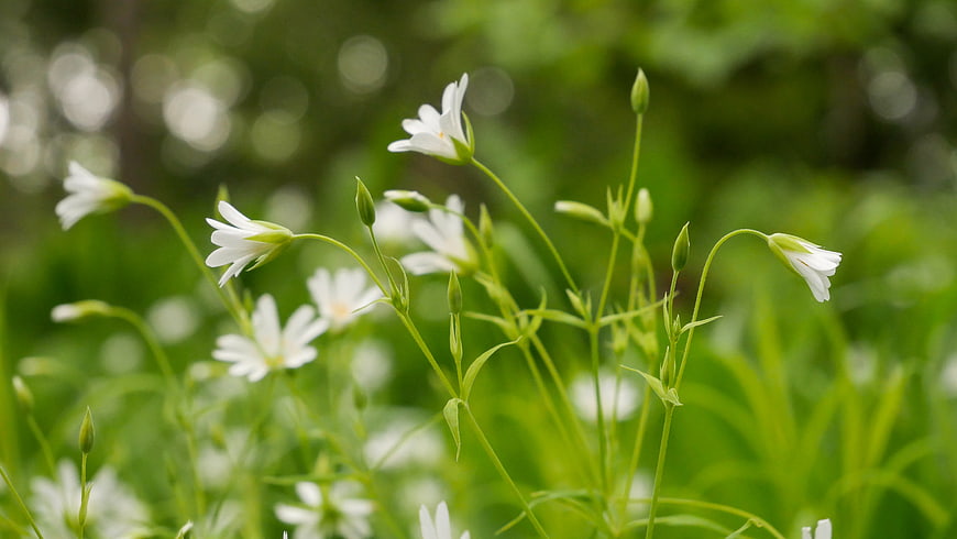 Delicate White Chickweed Flowers in Green Forest