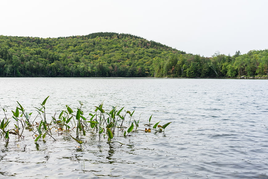 Serene Lake View with Foreground Reeds and Forested Hills