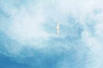 Seagull Flying High in Blue Sky with Clouds