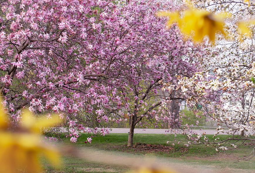 Pink Magnolia Blossoms in Spring Park with Foreground Framing