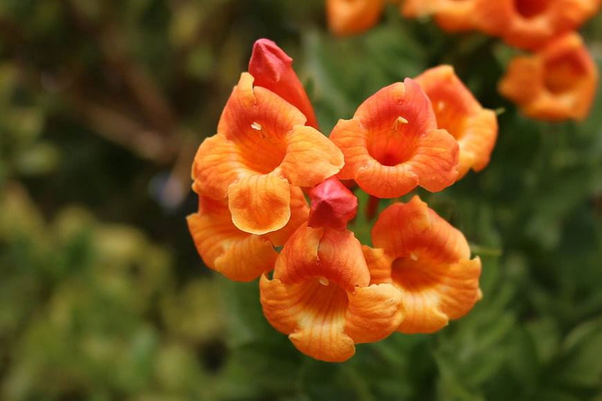 Vibrant Orange Trumpet Vine Flowers in Bloom
