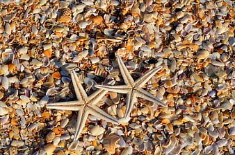 Two Starfish on Bed of Seashells Beach Background