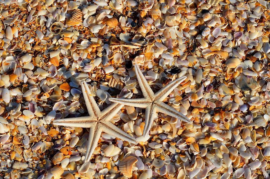 Two Starfish on Bed of Seashells Beach Background