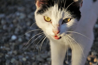 Close-up portrait of a black and white cat with yellow eyes