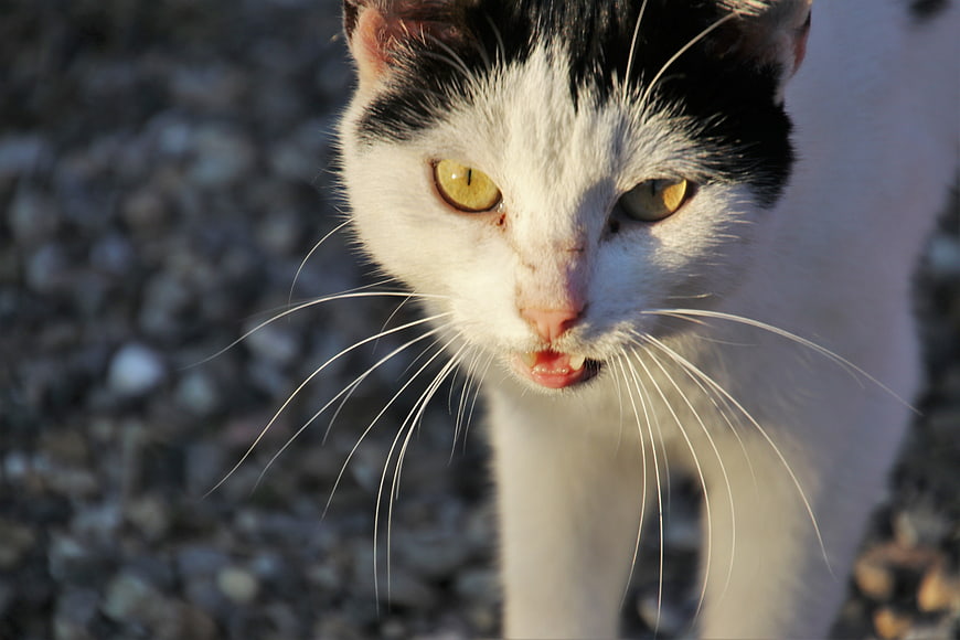 Close-up portrait of a black and white cat with yellow eyes