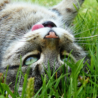 Close-up of playful silver tabby cat licking nose in grass