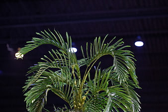 Green Palm Plant Against Dark Background