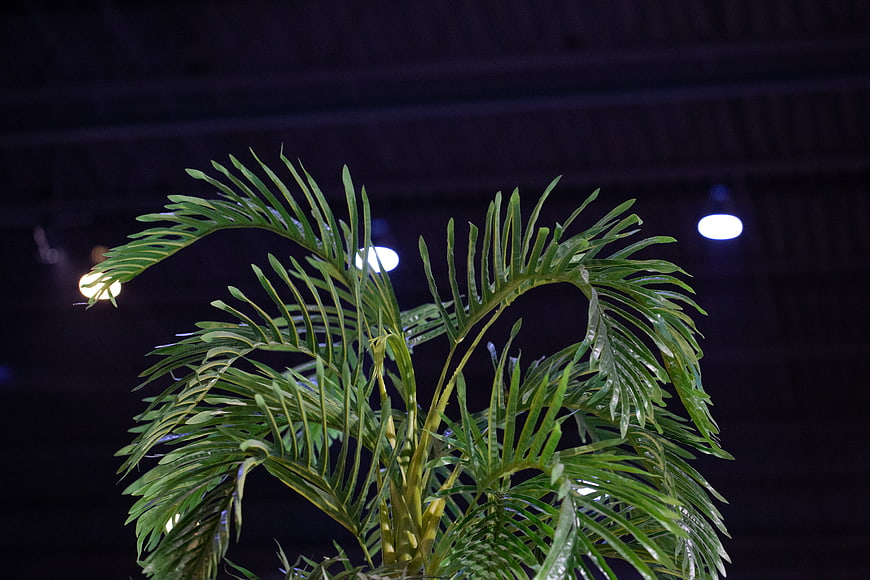 Green Palm Plant Against Dark Background