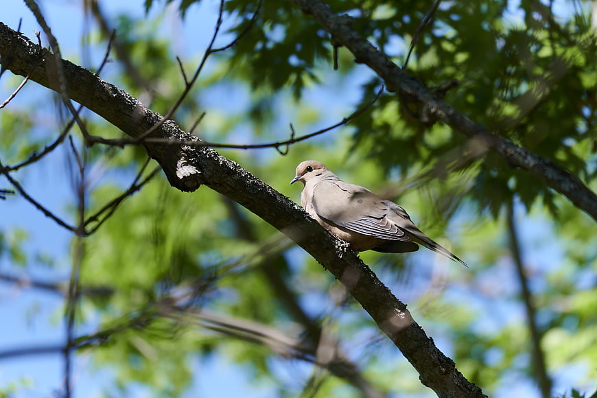 Mourning Dove Perched on Tree Branch in Spring