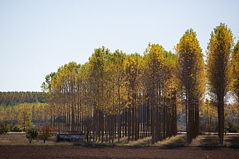 Golden autumn poplar trees in a rural landscape