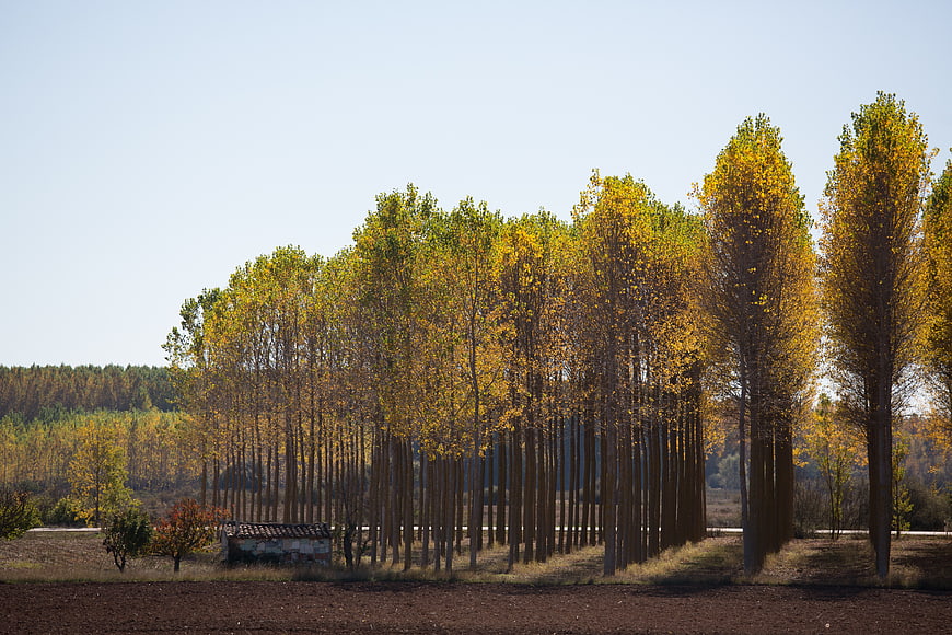 Golden autumn poplar trees in a rural landscape