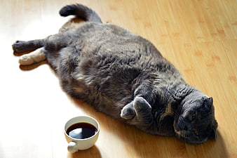 Lazy Scottish Fold Cat Lying on Wooden Floor with Coffee