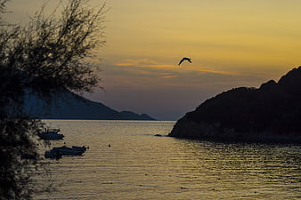 Silhouette of boats in a bay at sunset with flying bird