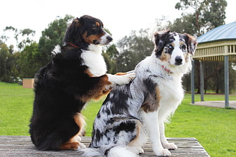Two dogs sitting on a bench with one giving the other a paw massage