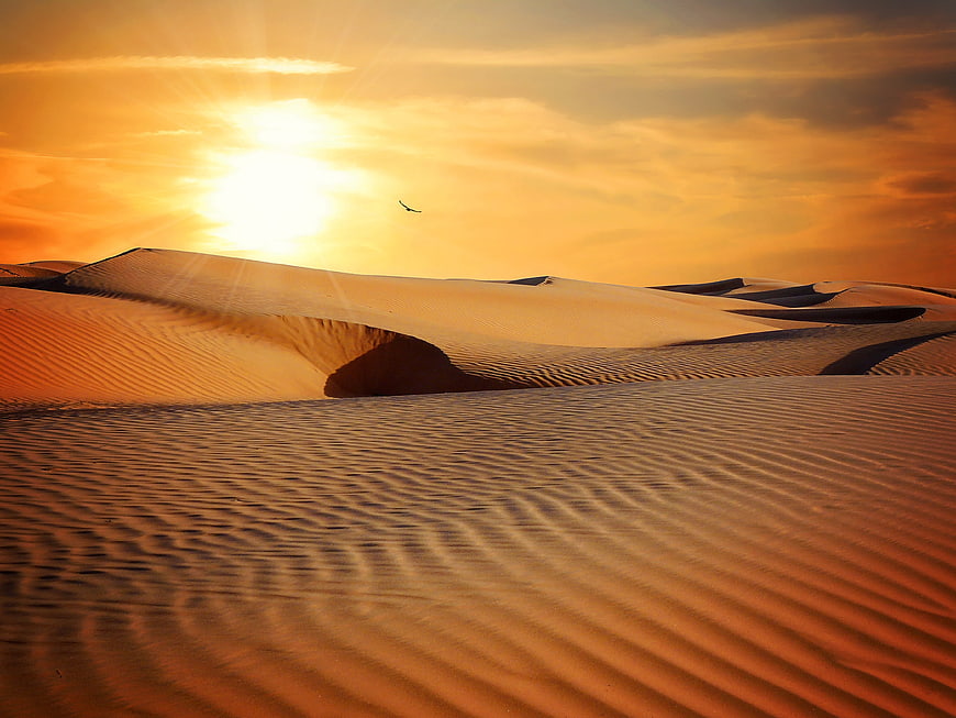 Golden Sunset Over Rhythmic Sand Dunes with Bird Silhouette