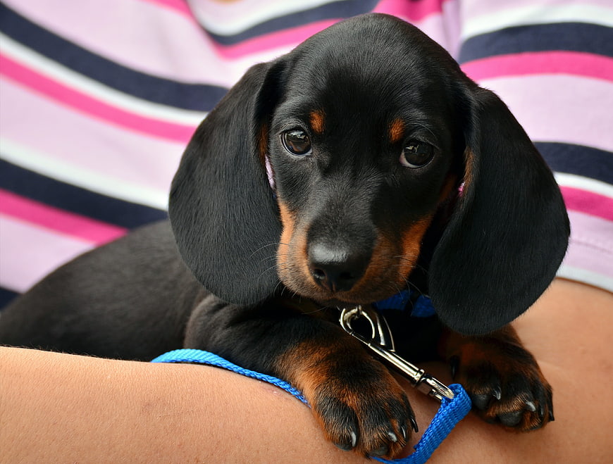 Cute Black and Tan Dachshund Puppy Portrait
