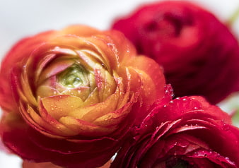 Close-up of vibrant red and orange ranunculus flowers with water droplets
