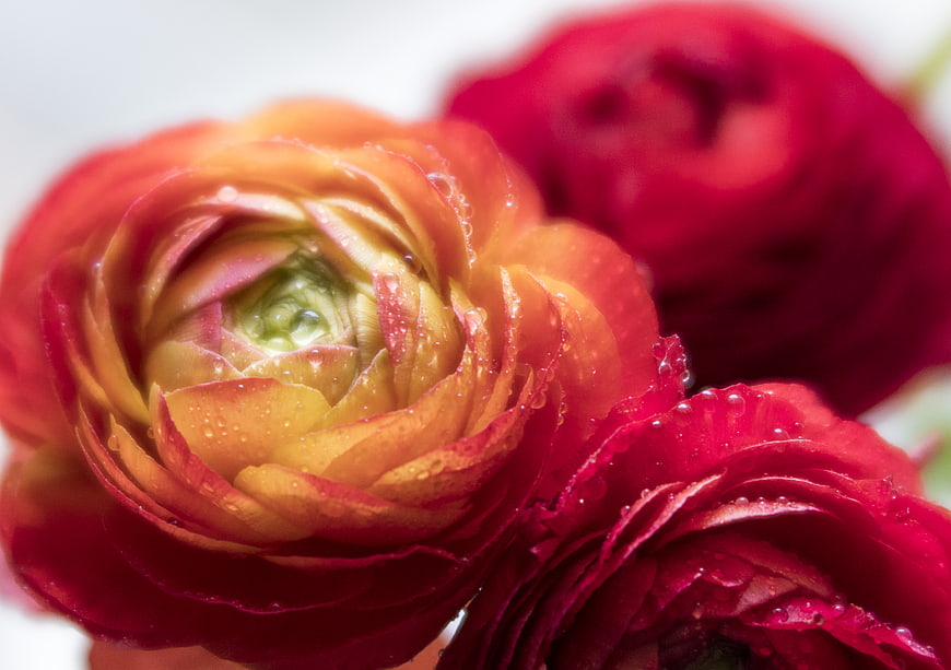 Close-up of vibrant red and orange ranunculus flowers with water droplets