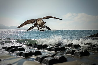 Seagull Flying Over Waves on Rocky Breakwater