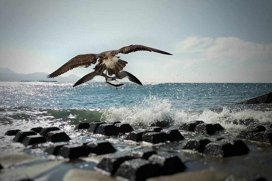 Seagull Flying Over Waves on Rocky Breakwater