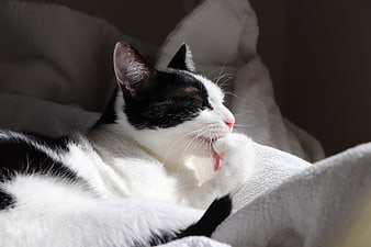 Black and white cat grooming fur on soft cushion