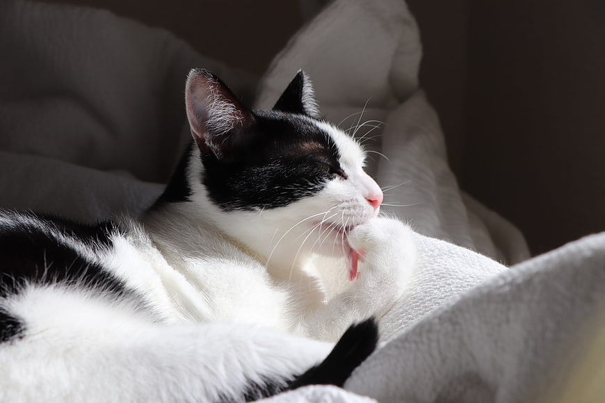 Black and white cat grooming fur on soft cushion