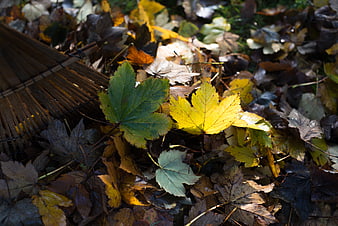 Sunlit yellow and green maple leaves on forest floor