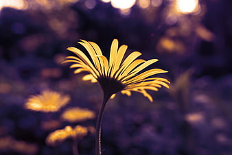 Backlit Yellow Doronicum Flower Against Purple Bokeh Background