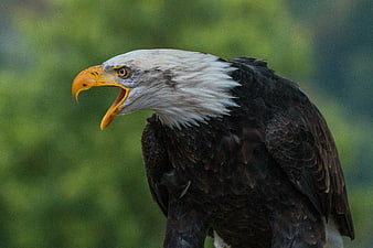 Close-up of Bald Eagle with Open Beak Against Green Background