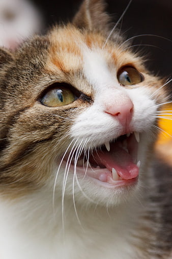 Close-up of an angry calico cat hissing with teeth bared