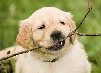 Golden Retriever Puppy Playing with Stick Outdoors