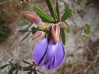Close-up of purple wildflower bud in natural setting