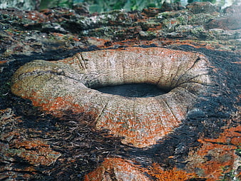 Close-up of mossy tree knot with orange lichen texture